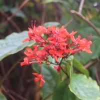 Clerodendrum splendens G.Don